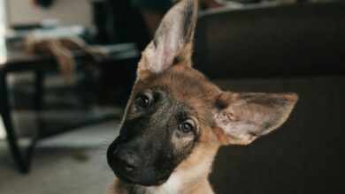 نشرة الصباح الآسيوي: حتى أسواق التوقعات فوجئت بالبيع المكثف للبيتكوين