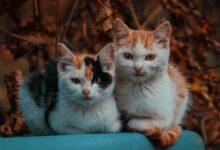 مليونير عملات رقمية في الصين يخسر الملايين ويُلقي باللوم على 200 قطة