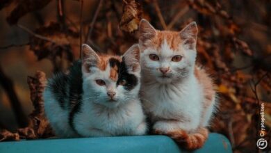 مليونير عملات رقمية في الصين يخسر الملايين ويُلقي باللوم على 200 قطة