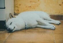 شيبا إينو تُعلن "ميتة" إلا إذا حدث هذا التحول الجذري، بحسب خبير