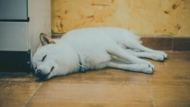 شيبا إينو تُعلن "ميتة" إلا إذا حدث هذا التحول الجذري، بحسب خبير