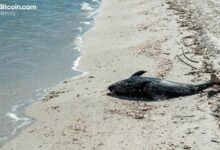 محفظة أكوا تُوقف برنامج بطاقة دولفين مؤقتًا بسبب مشكلة في المزود