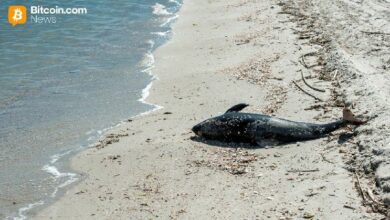 محفظة أكوا تُوقف برنامج بطاقة دولفين مؤقتًا بسبب مشكلة في المزود