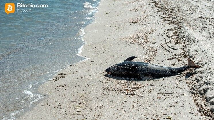 محفظة أكوا تُوقف برنامج بطاقة دولفين مؤقتًا بسبب مشكلة في المزود