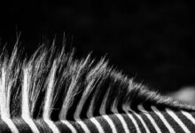 مالك يوفنتوس يرفض عرض استحواذ من شركة تيثر (Tether)