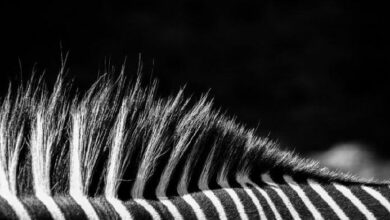 مالك يوفنتوس يرفض عرض استحواذ من شركة تيثر (Tether)