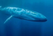 الحيتان الكبيرة للعملات البديلة تظهر نشاطاً ملحوظاً في الساعات الأخيرة: إليك تحركاتهم