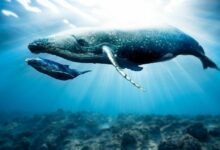 الحيتان الكبيرة تتحرك قبل قرار الفيدرالي: هذه أهم العملات البديلة التي يشترونها ويبيعونها الآن! – بما فيها عملات إيلون...