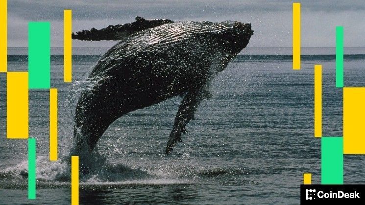 عملة 'الحوت الأبيض' الميمية تهوي 60% بعد تصفية أكبر حامل لها لمليون وثلاثمئة ألف دولار