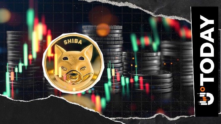 11 مليار شيبا إينو تتحرك خلال 24 ساعة.. ما السبب؟