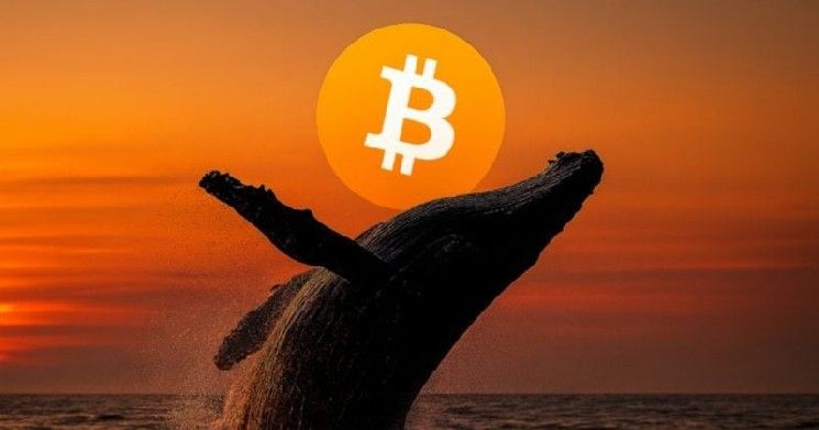 حوت بيتكوين يحقق مكاسب بقيمة 50 مليون دولار من صفقات الشراء الطويلة على BTC وETH وSOL