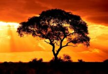 ويسدم تري توسع نطاق الوصول إلى صناديقها الرقمية الممثلة بأصول (Tokenized) إلى شبكة سولانا في خطوة نحو التعددية السلاسل