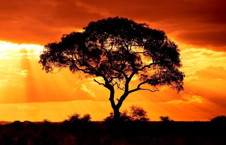 ويسدم تري توسع نطاق الوصول إلى صناديقها الرقمية الممثلة بأصول (Tokenized) إلى شبكة سولانا في خطوة نحو التعددية السلاسل