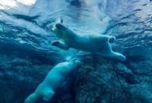 البيتكوين يتراجع إلى 81 ألف دولار في استمرار ليوم صعب بالأسواق