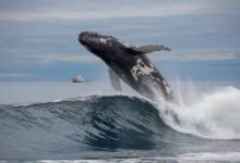 صدمة في إدارة عملة Altcoin المشفرة.. والحيتان تستمر في التراكم بلا اكتراث