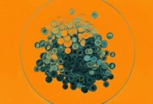 انخفاض سعر بيتكوين وينكلفوس يقلل من قيمة تبرع "سوبر باك" بملايين الدولارات