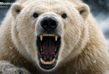 تقلبات سعر البيتكوين تهدأ مع إشارات المؤشرات التقنية للإرهاق