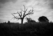 أكثر من نصف العملات الرقمية المشفرة أصبحت غير نشطة: تقرير CoinGecko