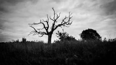 أكثر من نصف العملات الرقمية المشفرة أصبحت غير نشطة: تقرير CoinGecko