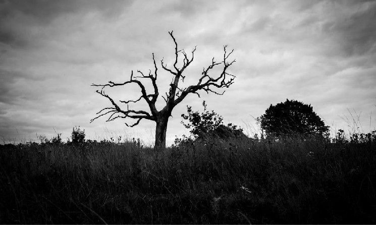 أكثر من نصف العملات الرقمية المشفرة أصبحت غير نشطة: تقرير CoinGecko