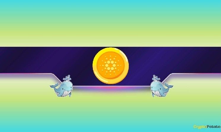 شراء 210 مليون عملة ADA في 3 أسابيع: ماذا تعرف حيتان كاردانو؟