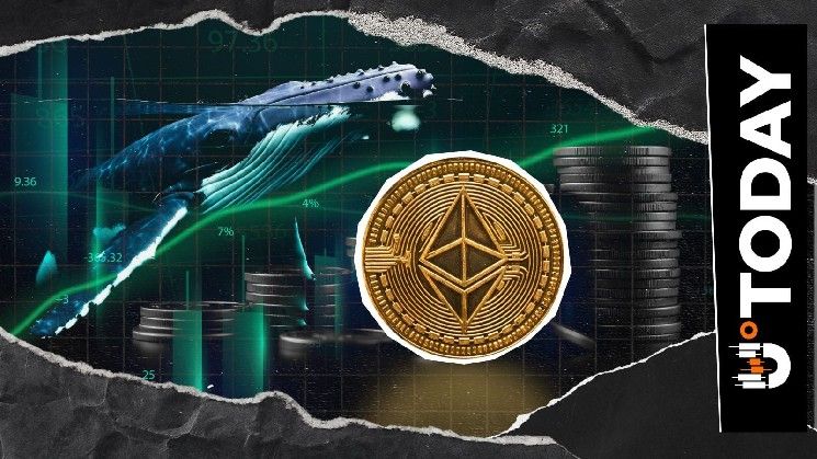 شراء الحيتان للإيثيريوم (ETH): لماذا يتهافت الجميع على الشراء؟