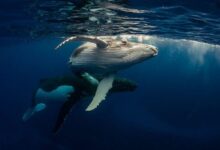 حوت صيني تكبد خسائر فادحة في أحدث تحطم يكشف عن توقعات أسعار جديدة للبيتكوين والإيثيريوم