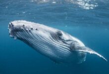 الحيتان الكبرى تركز على عملة رقمية بديلة: اشتروا كميات هائلة منها