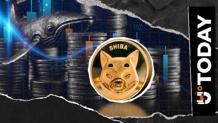 حوت شيبا إينو (SHIB) في كوريا الجنوبية ينشط مجدداً ويحتفظ بـ 1.616 تريليون عملة