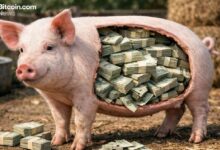 نيويورك تحذر من عمليات احتيال "تسمين الخنازير" مع ارتفاع خسائر الاحتيال في العملات الرقمية