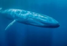 حيتان العملات البديلة تظهر نشاطاً كبيراً في الساعات الأخيرة – إليك تحركاتهم