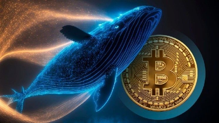 الحيتان الكبيرة تتحرك مع تعافي البيتكوين: إليك تحركاتهم الأخيرة