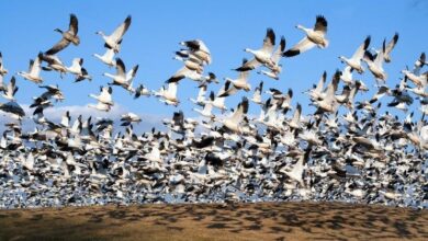 البروتوكول: منصة زورا تنتقل إلى سولانا لتعزيز إمكانيات النف