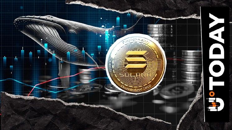 إعادة تنشيط محفظة الحوت الخاملة بسحب 50,000 عملة سول