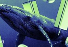 حيتان أونيكسكوين تتراكم 10 مليار XCN بينما يفوّت المتداولون الصغار فرصة تحرك صاعد متعدد الطبقات