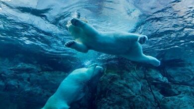 العملات الرقمية تواجه انخفاضات أعمق بينما مخاوف الذكاء الاصطناعي تدفع أسهم آي بي إم للهبوط 11%