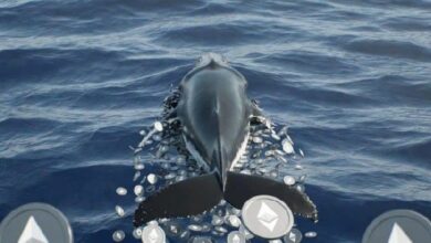 حوت إيثيريوم ينهي صفقاته وسط خسائر تتجاوز 747 مليون دولار