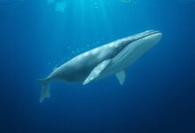 عناوين محافظ الحيتان لـ Chainlink تصل إلى أعلى مستوى في 8 أشهر، مؤشر قوي على ثقة السوق