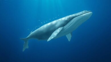 عناوين محافظ الحيتان لـ Chainlink تصل إلى أعلى مستوى في 8 أشهر، مؤشر قوي على ثقة السوق