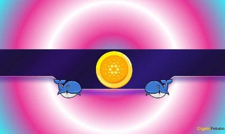 230 مليون ADA في أسبوع واحد: هل يواجه كاردانو موجة انخفاض جديدة؟