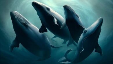 سانتيمنت تكشف عن 10 عملات بديلة تشهد انفجارًا في تداول الحيتان بينما بيتكوين (BTC) يهبط!