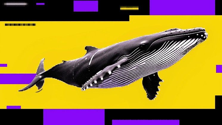 انخفاض البيتكوين قد يستمر مع بيع الحيتان مقابل شراء المستثمرين الأفراد — إشارة هابطة