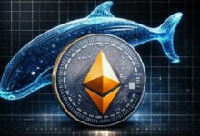 لماذا يشترى الحيتان الإيثيريوم الآن؟ 155 مليون دولار تخرج من البورصات خلال 48 ساعة