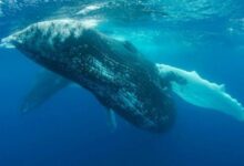 عملاق العملات الرقمية ينشطون بقوة خلال الساعات الأخيرة - إليك أبرز الألتكوينات التي يشترونها ويبيعونها