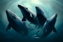 سانتيمنت تكشف عن 10 عملات بديلة تشهد انفجارًا في تداول الحيتان بينما يرتفع سعر البيتكوين (BTC)!