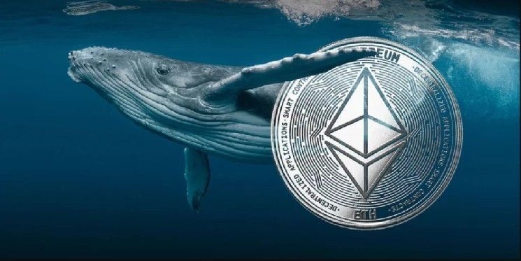 الحوت الذي باع كل إيثيريوم خاصته قبل عام يعود للشراء! تفاصيل عودة كبار المستثمرين إلى ETH