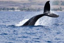 تحويل ما يقارب 120 مليون دولار من XRP إلى Coinbase في صفقة حوتية ضخمة