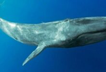 الحيتان الكبرى تخسر 300 مليون دولار يوميًا في البيتكوين: هل تشير هذه الخسائر إلى قاع السوق؟