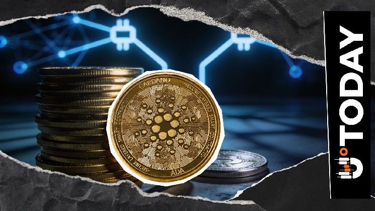 شيكان هارد فورك كاردانو يقترب: أبرز التحديثات والمستجدات