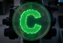 عقود باهتة للقرود المملة: أسعار NFTs تقفز 81% رغم تراجع المبيعات